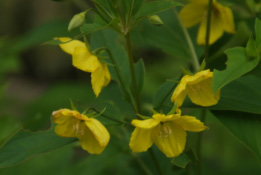 Lysimachia ciliata bestellen